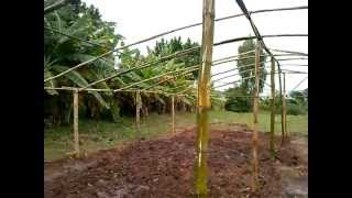 Estufa construida com Bambu Greenhouse built with Bamboo Bottle Irrigated with Pete Good garden [upl. by Onid591]