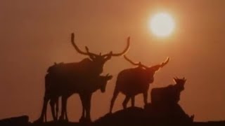 Caribou Migration to the Arctic  BBC Studios [upl. by Zitvaa]