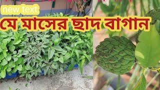 মে মাসের ছাদ বাগান । Chhad Bagan । Pampar Panchmishali । [upl. by Lela546]