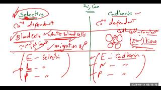 جزيئات الالتصاق على سطح الخلايا Cell adhesion molecules CAM Cadherin Integrin Selectin IgCAM [upl. by Elocon690]