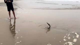 20 inch striper San Gregorio State Beach [upl. by Hildagard451]