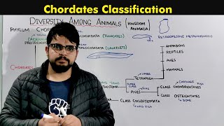 Classification of Chordates Kingdom Animalia [upl. by Atelahs]