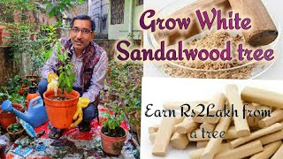 Grow White Sandalwood Tree Santalum album at home and Earn Up to Rupees 2 Lakh per 🌲 Tree [upl. by Eillo355]