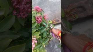 FLOWER CUTTING AND PROONING prooning cutting ixora ixoraplant shortsviral shorts shortsvideo [upl. by Stesha725]