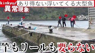 竿も仕掛けも要らない春先の堤防は無数の大型魚が掬いたい放題【異常現象】 [upl. by Akenom]