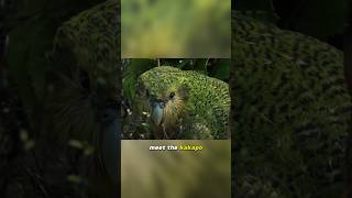 Kakapo  The Flightless Parrot [upl. by Biagi288]