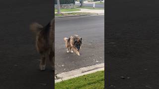 Training a dog in German French or other language doesn’t matter Watch germanshepherd doglover [upl. by Anaet324]