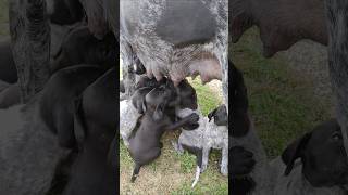 Hunger Deutsch Kurzhaar German Shorthaired Pointer Dog Vorstehhund Jagdhund Hunde Welpen Puppies [upl. by Agemo381]