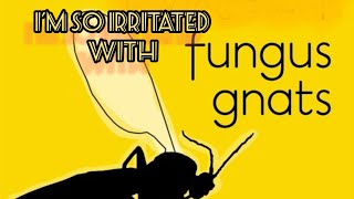 I am Irritated with Fungus Gnats houseplants gnats greenthumb bugsolutions [upl. by Repsac366]