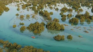 Clean energy mangroves and fish stocks How is the UAE preserving its nature [upl. by Anera]