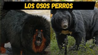 Los Osos PERROS Amphicyon [upl. by Ekim]