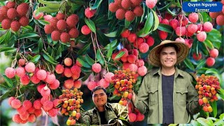 Harvesting Big Lychees fruit to market sell Farmer Quyen Nguyen [upl. by Nilorac926]