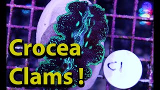 The Most Beautiful Crocea Clams EVER \\ Live Salt Water Clams For Your Reef Tanks [upl. by Ahsiele688]