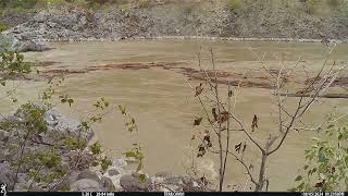 TImelapse of debris from Chilcotin River Slide passing Esketemc Fishing spot Uploaded Aug 8 2024 [upl. by Tuneberg]