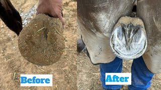 Hoof satisfying and shoeing asmr satisfying horse farrier [upl. by Adnical]