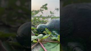 OMG 😱Avocado Tortoise 🐢 trending craftideas avocado malayalam tortoise craftideas voiceover [upl. by Eidnew]