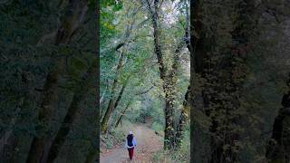 Big Eared Bat Trail Radio Hill Trail Bear Creek Redwoods OSP Los Gatos CA [upl. by Scheld139]