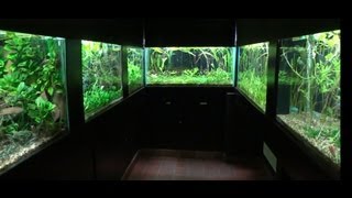 Aquascape Ideas [upl. by Aneetsyrk]