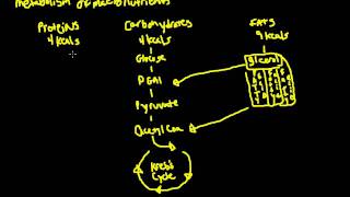 Metabolism of Macronutrients [upl. by Apollus499]