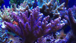 Sps tank  pink millepora [upl. by Servais]