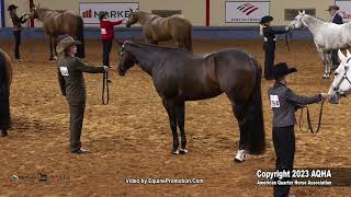 2023 AQHA World Championship Show Select Performance Halter Geldings [upl. by Constantina226]