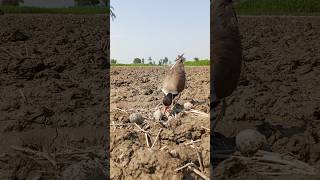 red wattled lapwing bird eggs [upl. by Pryor620]