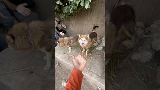 Husky dog kay babies aa gay dog [upl. by Eerok307]