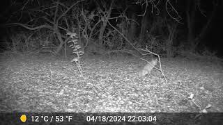 Trail Cam video of Lynch Canyon bobcats 4182024 [upl. by Suiram]