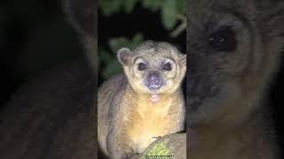 Kinkajous The Cute Honey Bears of the Rainforest kinkajou [upl. by Harima649]