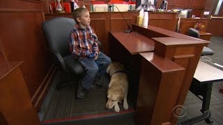 Facility dog Pella comforts children testifying in court [upl. by Zasuwa573]