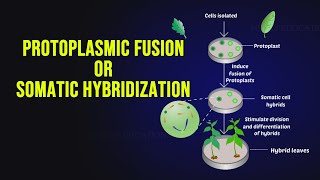 Protoplasmic Fusion or Somatic Hybridization [upl. by Utica]