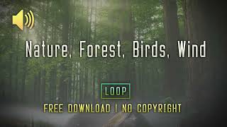 Nature Forest Birds Wind  Loop  Free SFX  No Copyright [upl. by Procter]