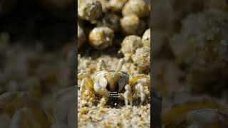 Why Are These Tiny Sand Balls on the Beach shorts facts education [upl. by Morey]