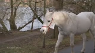 Pferdepflege Pferde waschen  so wird der Schimmel wieder weiß [upl. by Zarihs]