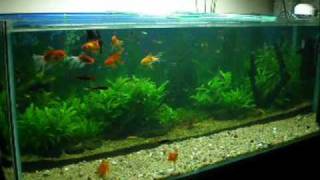 Planted Aquarium Diana Walstad Method [upl. by Dao]