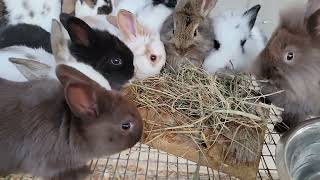 Lop Lionhead Mix Bunnies  4 Weeks Old [upl. by Lalat369]