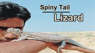 Spinytailed lizard Az Information Uromastyx Hindi [upl. by Ardnoek]