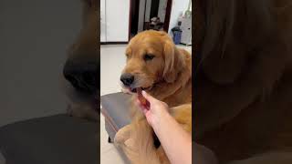 My dog love when I treat her [upl. by Breana]