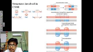 Genetic recombination lecture 2  site specific recombination [upl. by Angell]