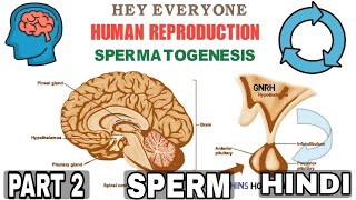 Spermatogenesis  Gametogenesis  part 2  Human Reproduction  Class 12  In Hindi  Be Educated [upl. by Tuhn]