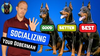 Build a Better Doberman 5 Best Socialization Tips [upl. by Anrim]