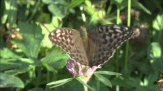 Silver washed Fritillary Argynnis paphia female form valezina feeding [upl. by Bent]