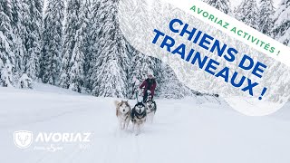 Balade avec les chiens de traineau à Avoriaz [upl. by Terriss]