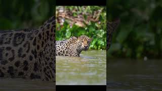 Unbelievable Speed Watch a Cheetah Break World Records in Action animals wildlife shorts [upl. by Airdnahs]