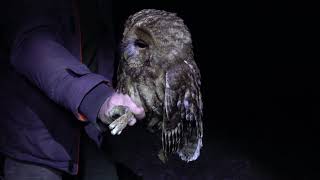 Puštík obecný Strix aluco Tawny owl Waldkauz Puszczyk zwyczajny Серая неясыть Sova obyčajná [upl. by Ocirderf]