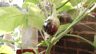 Container Gardening Season 2  Week 19 Baby Eggplants and Pests Galore [upl. by Annasor]