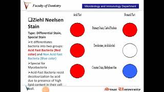 Ziehl Neelsen Stain [upl. by Aynotel]