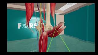 Popliteal Fossa [upl. by Solram677]