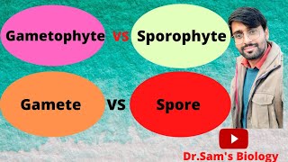 Difference between Gametophyte Sporophyte Gamete and Spore in Plants [upl. by Edison]