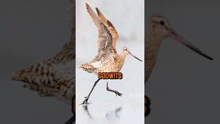 The bird that flies 11000km nonstop  Bartailed godwit 🦅🦅🦅 [upl. by Pirzada]